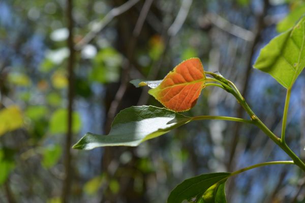 dsc-0117B98D9BD5-BCAE-AB7F-BA0F-D4D8A6C4147A.jpg