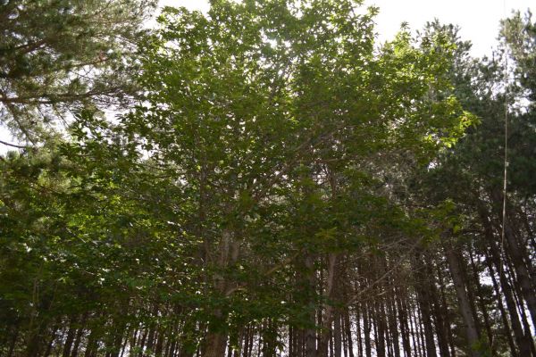 38688842-10214563194611221-4489488074232823808-o-10214563194531219B50EE075-B25F-00F5-E998-BE37E05802E8.jpg